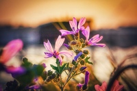 Tulipifera Photography, photographe Poissy